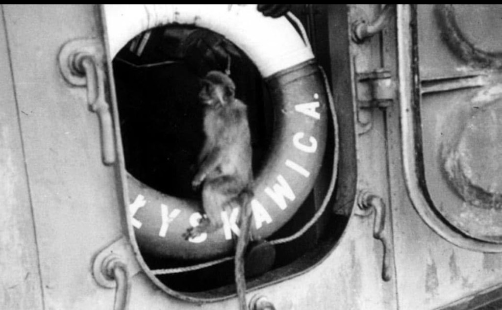 Małpka Betty – niezwykła bohaterka ORP&nbsp;Błyskawica